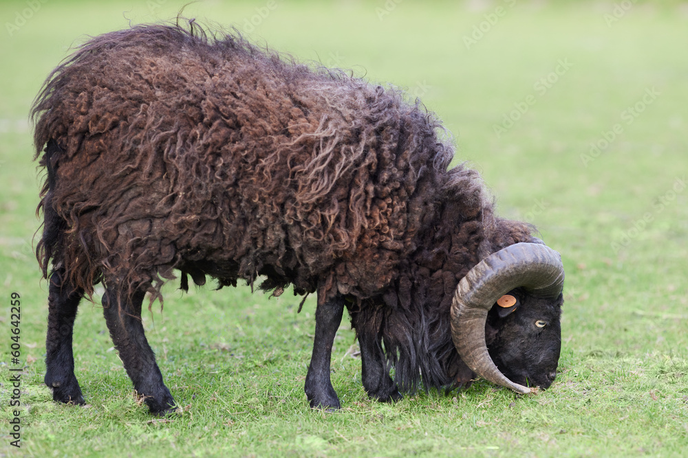 Young brown ouessant sheep grazes on the meadow Young brown ouessant sheep grazes on the meadow
