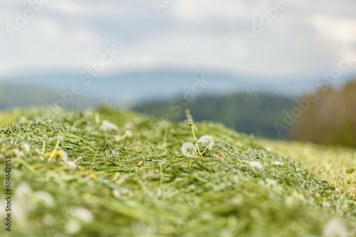 Φωτογραφία Grass swathes on a field during silage making process in spring, row of mowed gr