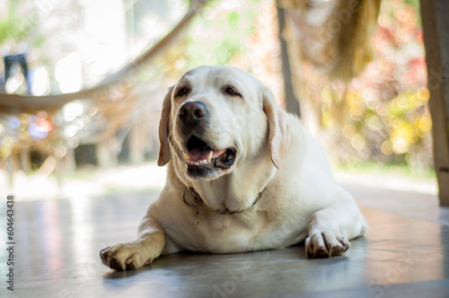 Portrait of labrador lying on the floor. Obese dog.