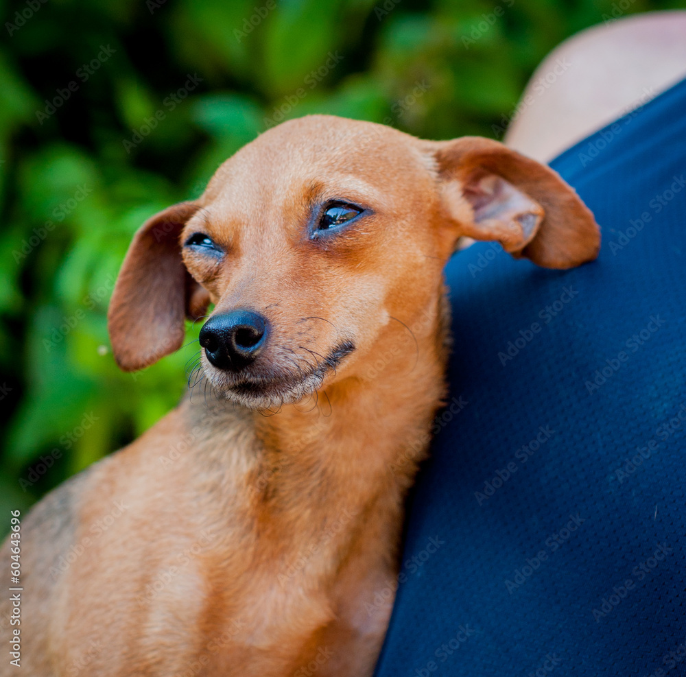 Brown pinsher dog portrait. Small size. Brown pinsher dog portrait. Small size.