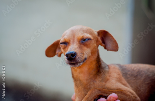 Brown pinsher dog portrait. Small size. © Lis Faino