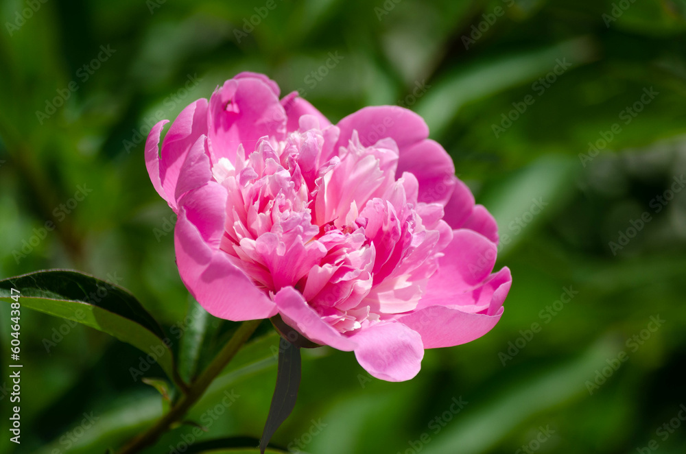 Pink peony in the garden on a green background. Pink peony in the garden on a green background.