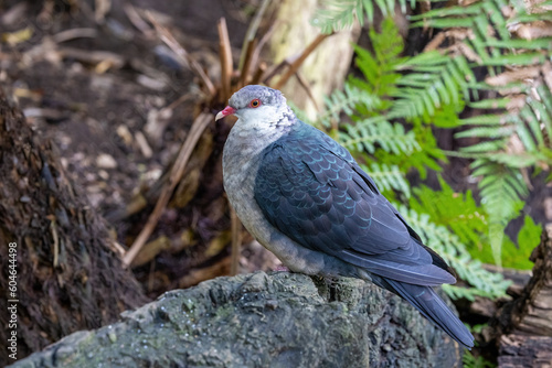 Juvenile white-headed pigeon  Columba leucomela  endemic to the east coast of Australia.