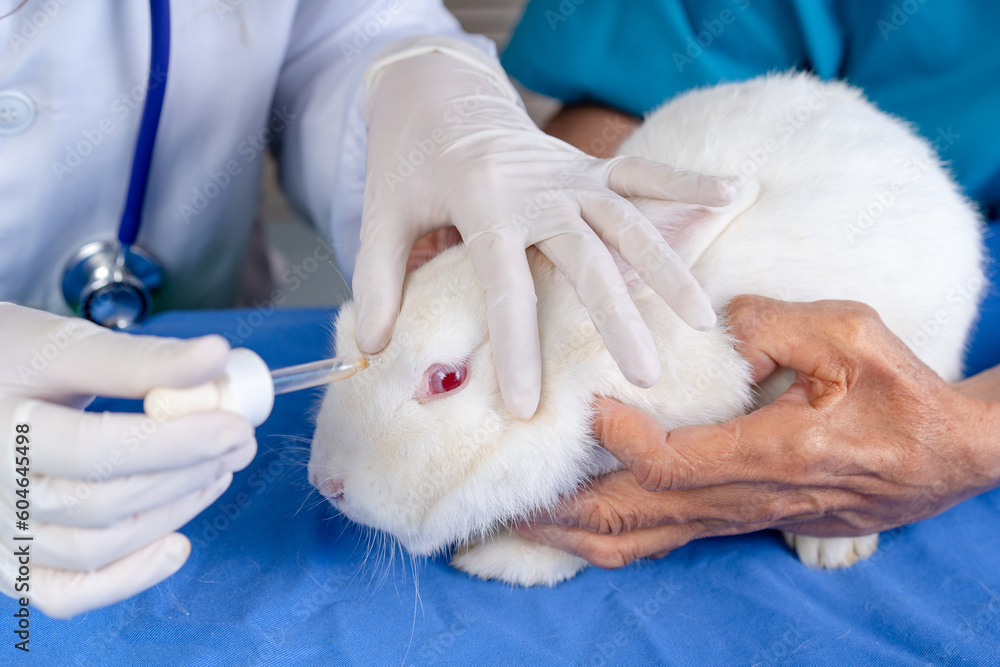 close-up of white rabbit in hospital lab with veterinarian doctor dropping fluid medicine in its eyes, scientist researcher do animal experiment testing for drugs treatments and cosmetics concept