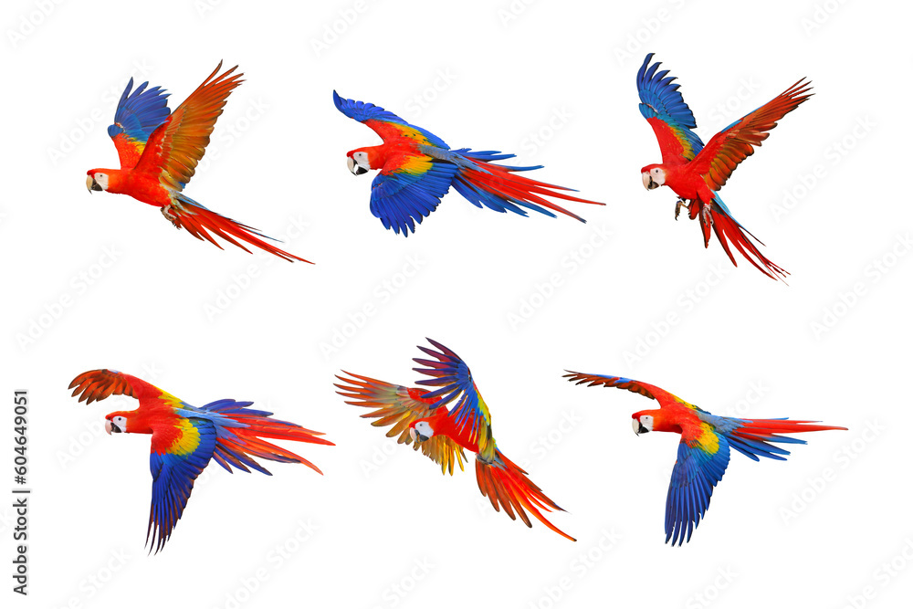 Set of scarlet macaw parrot isolated on transparent background png file