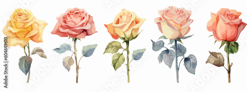 Set of 6 High Detail Watercolor Rose Illustrations (Vector ESP)