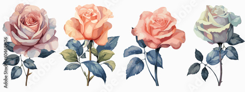 Set of 6 High Detail Watercolor Rose Illustrations (Vector ESP)