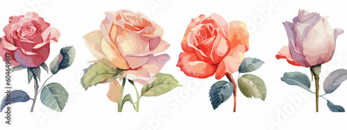 Set of 6 High Detail Watercolor Rose Illustrations (Vector ESP)