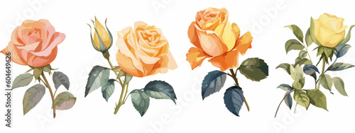 Set of 6 High Detail Watercolor Rose Illustrations (Vector ESP)