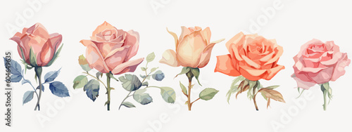 Set of 6 High Detail Watercolor Rose Illustrations (Vector ESP)