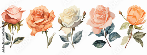 Set of 6 High Detail Watercolor Rose Illustrations (Vector ESP)