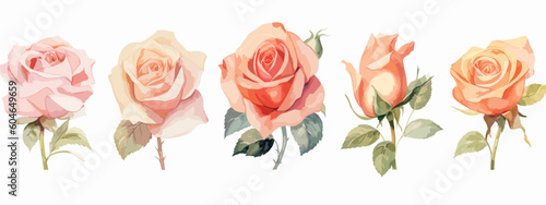 Set of 6 High Detail Watercolor Rose Illustrations (Vector ESP)