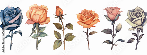 Set of 6 High Detail Watercolor Rose Illustrations (Vector ESP)