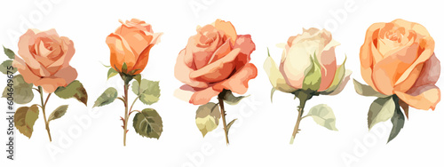 Set of 6 High Detail Watercolor Rose Illustrations (Vector ESP)