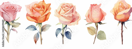 Set of 6 High Detail Watercolor Rose Illustrations (Vector ESP)