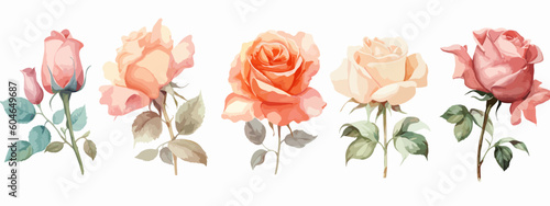 Set of 6 High Detail Watercolor Rose Illustrations (Vector ESP)