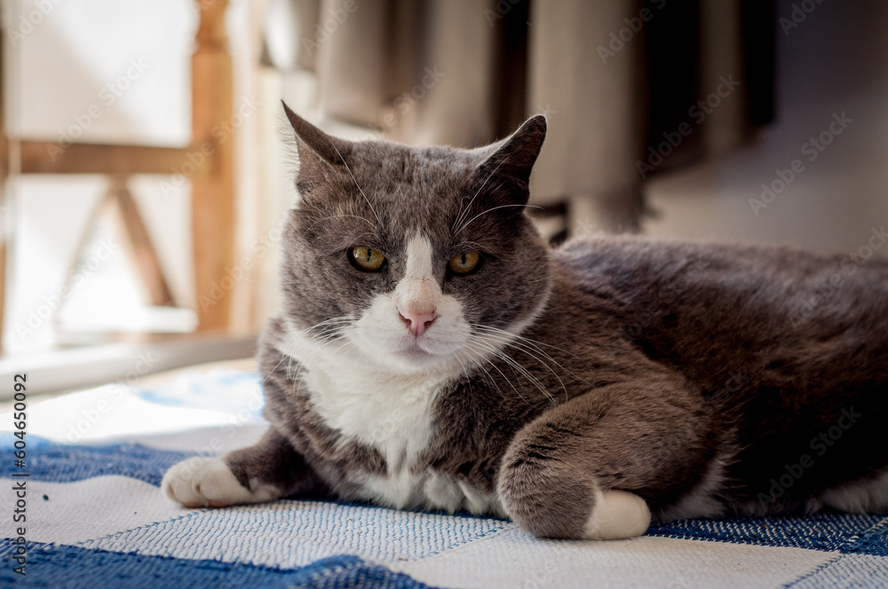 Gray cat lying on the floor