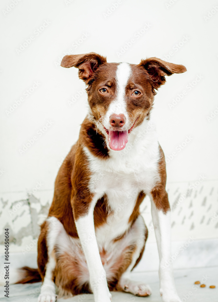 Mixed breed brown dog portrait