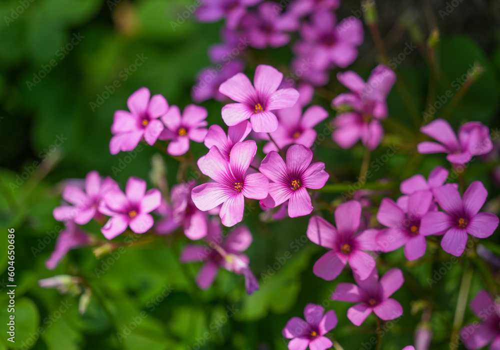 Oxalis debilis flowers as nature background, pink woodsorrel Oxalis debilis flowers as nature background, pink woodsorrel