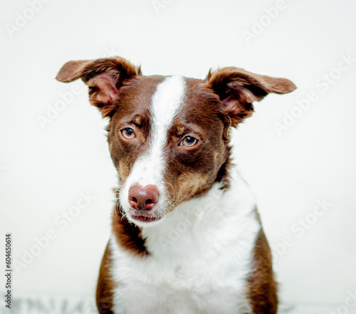 Mixed breed brown dog portrait