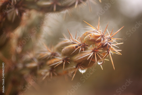 A close up view of raindrops on a Cholla Cacti  in Santa Fe  New Mexico.