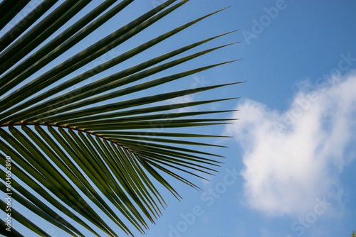 Coconut leaf against the blue sky