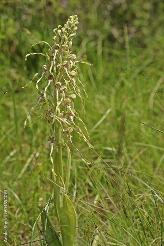 Bocks-Riemenzunge  Himantoglossum hircinum 