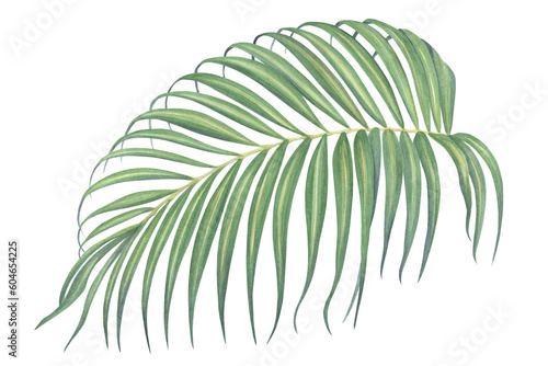 Watercolor illustration of a palm branch on a white background. Isolated. Handmade work.