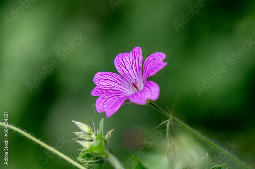 Rosa Bl  te eines Sumpf-Storchschnabel  Geranium palustre  vor gr  nem Hintergrund