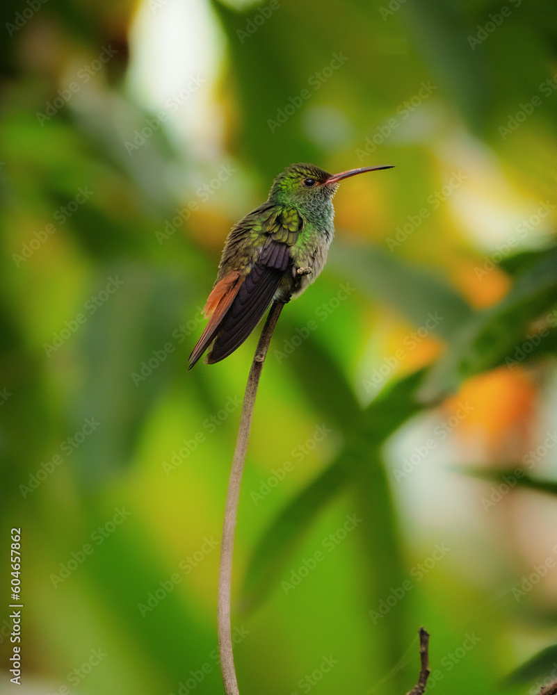 Obraz premium Beautiful Hummingbird In Costa Rica