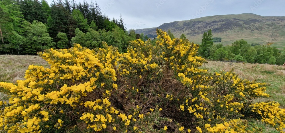 Naklejka premium Spring in the mountains