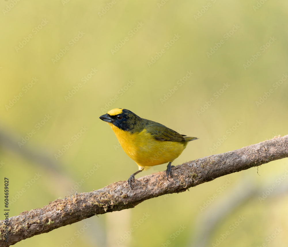 yellow bird with black perched on tree branch with light green background
yellow bird with black perched on tree branch with light green background