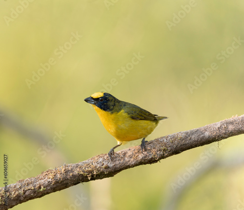 yellow bird with black perched on tree branch with light green background 