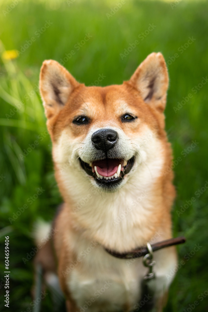 Portrait of Japanese red dog shiba inu sits in green grass and smiles cutely. Happy and cheerful shiba inu dog