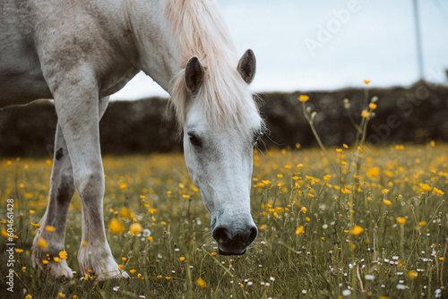 Schilderij op canvas Grey Connemara pony grazing in paddock with buttercups, headshot, foraging