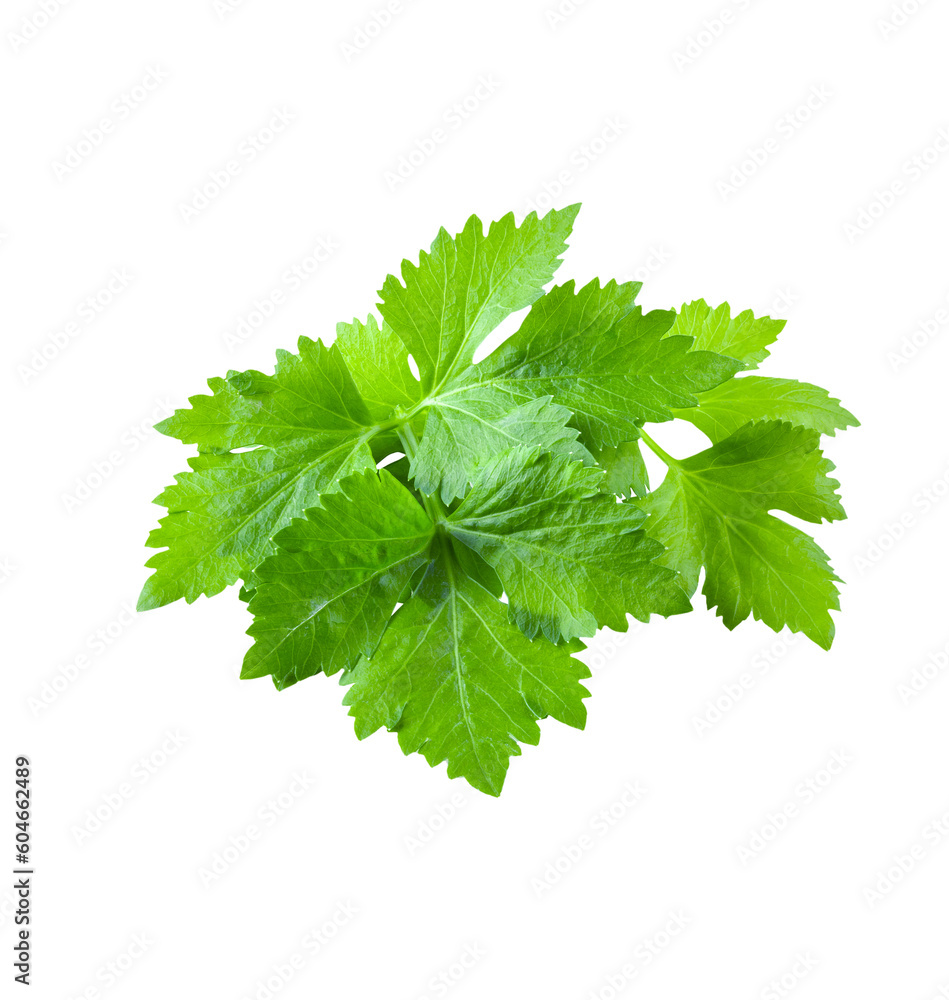 Celery Mint Parsley leaf png images _ tree images _ plant images