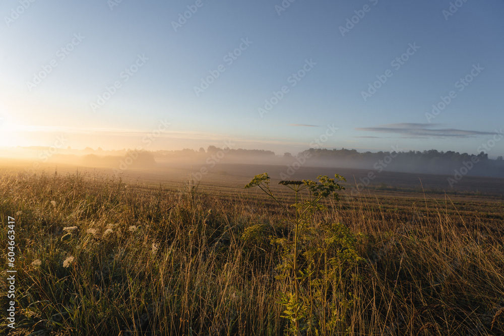 foggy summer morning in the countryside