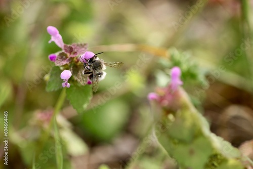 Porobnica włochatka (Anthophora plumipes) dzika pszczoła Polski na kwiatach, w środku miasta. © ICON