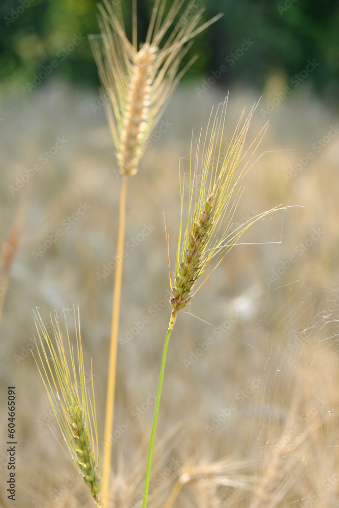 closeup the bunch ripe yellow brown wheat stitch plant with grain growing with leaves in the farm field soft focus natural green brown background. closeup the bunch ripe yellow brown wheat stitch plant with grain growing with leaves in the farm field soft focus natural green brown background.