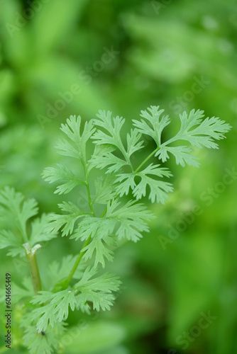 closeup the ripe green coriander plant with leaves growing in the farm soft focus natural green brown background.