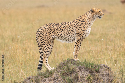 Cheetah stands on a rock in the Masaai Mara Reserve in Kenya, stalking its prey