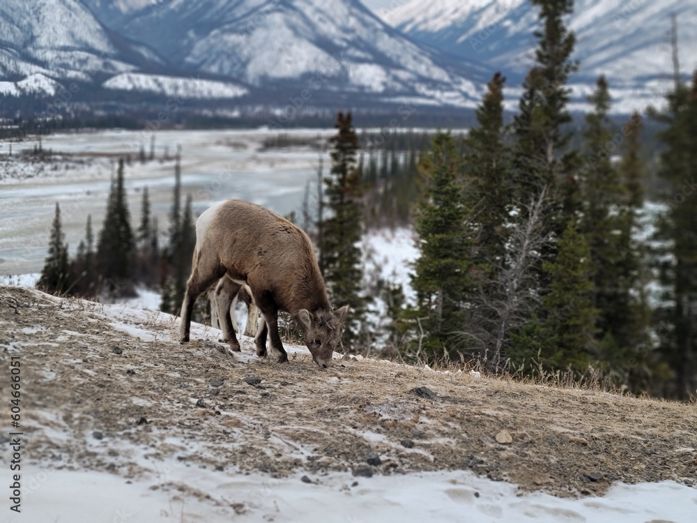 Baby big horn sheep grazing Baby big horn sheep grazing