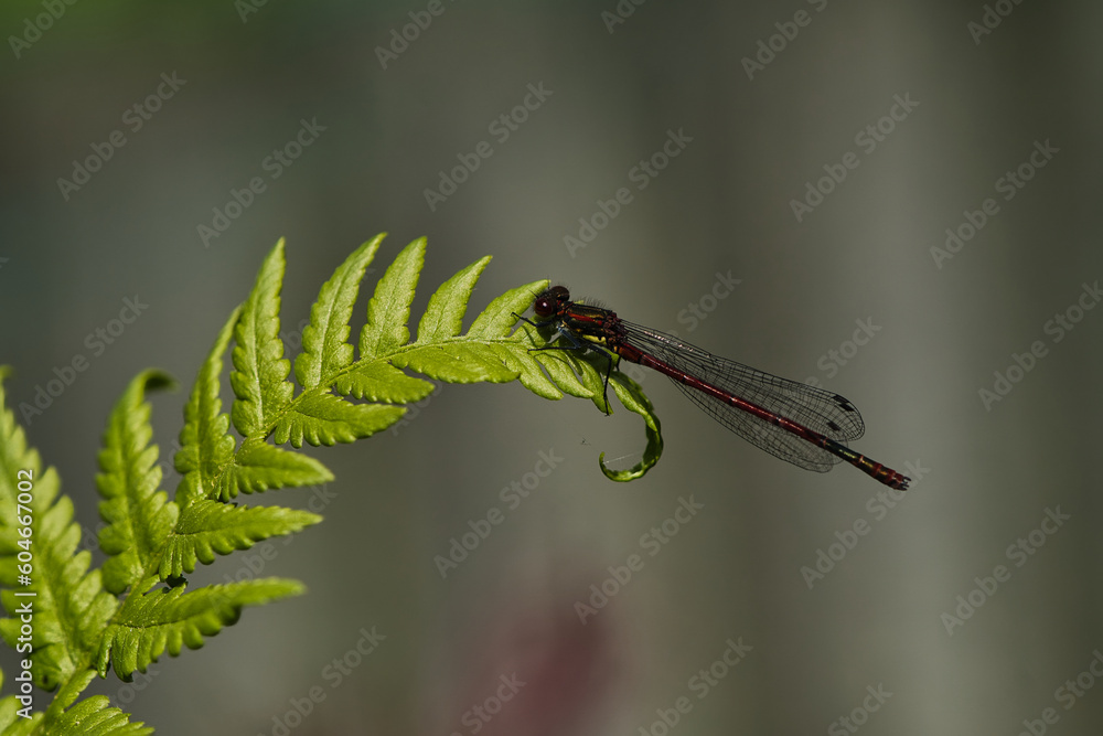 Naklejka premium Dragonfly on the tip of a fern in a macro photo