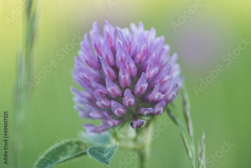 Close up photo of red clover in the green grass field