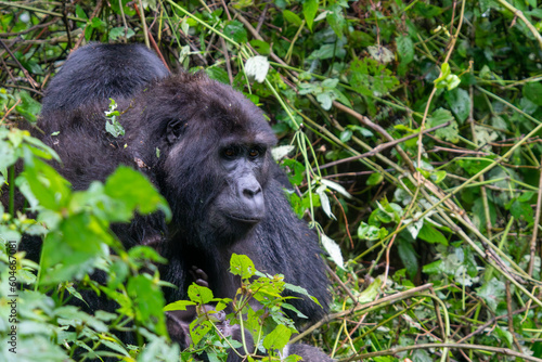 Mountain gorilla in Bwindi Impenetrable Forest National Park Uganda © MelissaMN