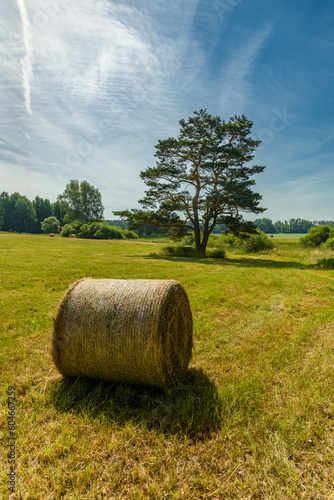 branched pine tree on meadow with bales of hay