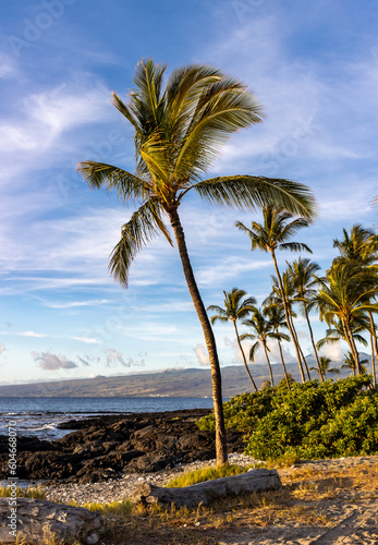 palm trees on beach in Hawaii