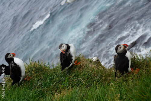 Macareux sur les falaises islandaises