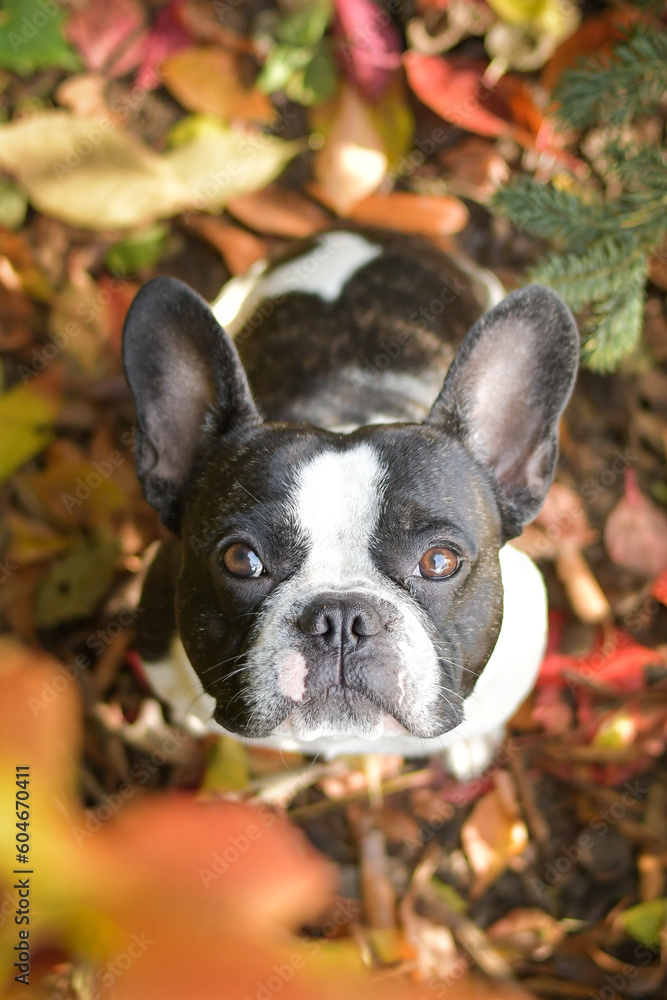 Autumn portrait of French buldog in leaves. He is so cute in the leaves. He has so lovely face.