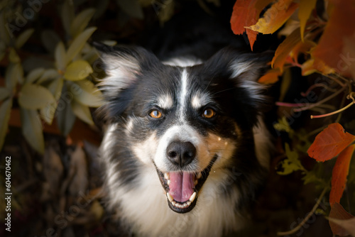 Autumn portrait of border collie in leaves. He is so cute in the leaves. He has so lovely face. © doda